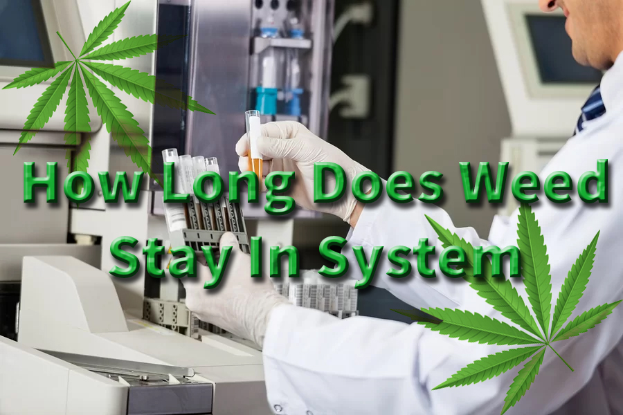 How long does weed stay in your system
